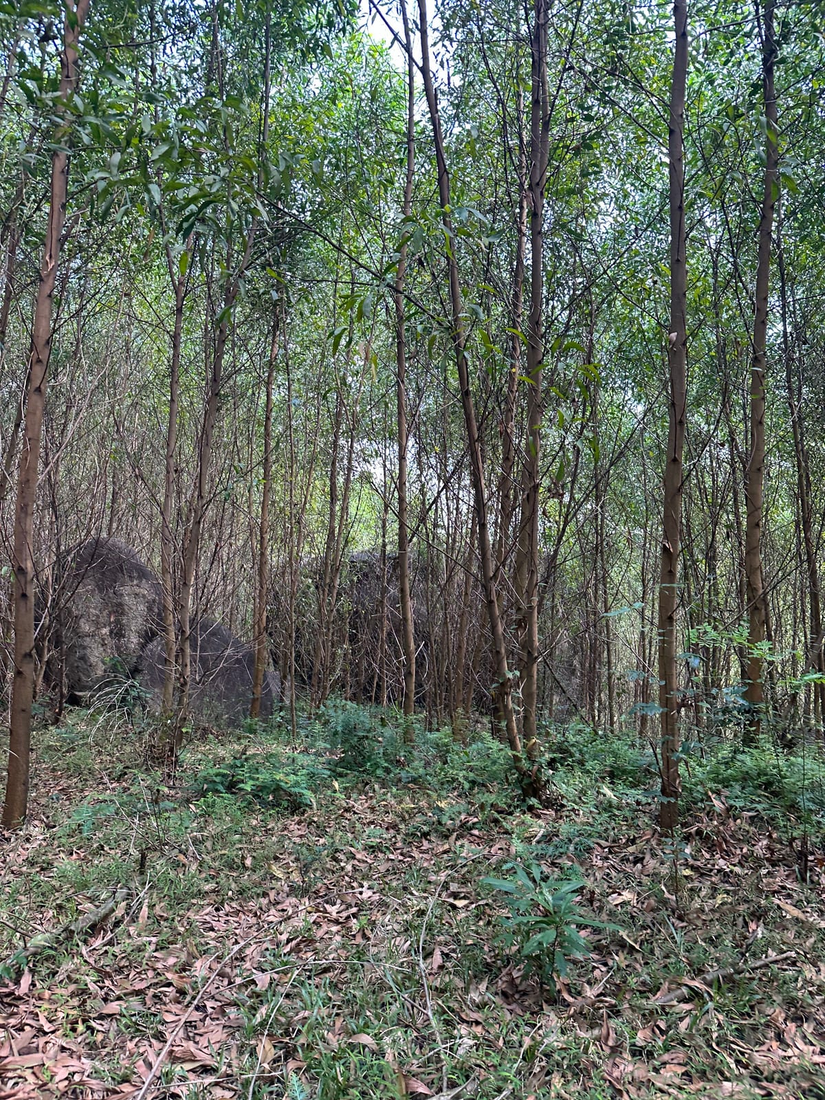 Granite boulders hidden in the forest at Ba Na Hills, Da Nang