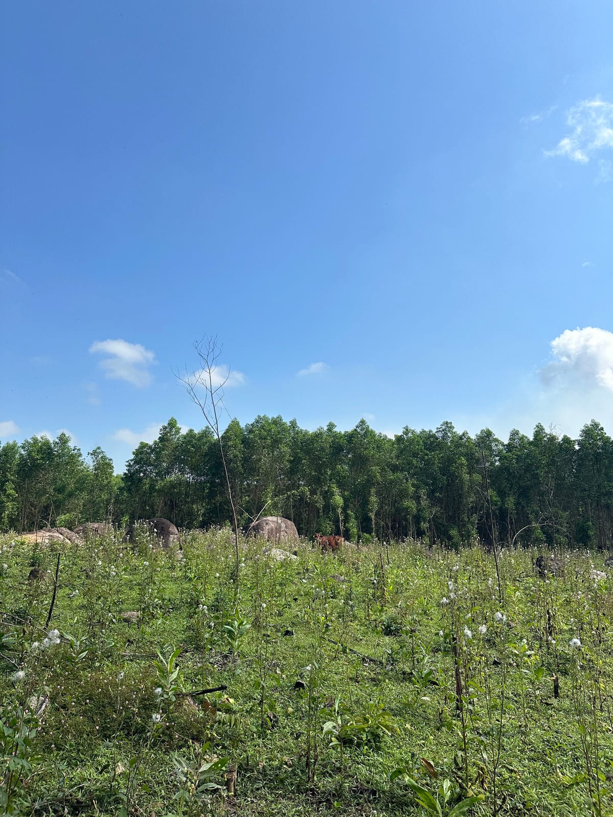 Recently cleared forest area with granite boulders in the Ba Na Hills, Da Nang