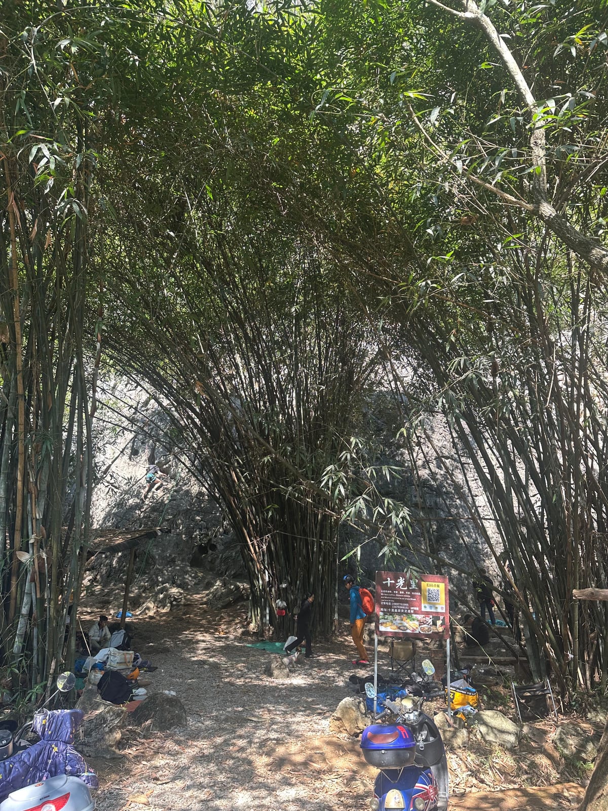 Bamboo grove at the entrance to the Swiss Wall Cheese Side crag, Yangshuo