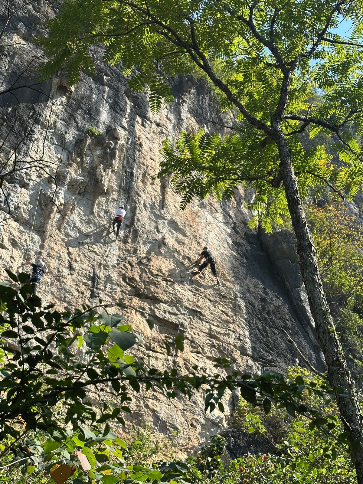 Sport routes on the White Cliff crag seen through trees, Yangshuo
